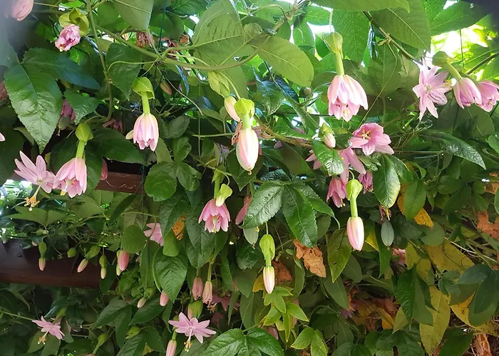 Casa Luciana Ponta do Pargo