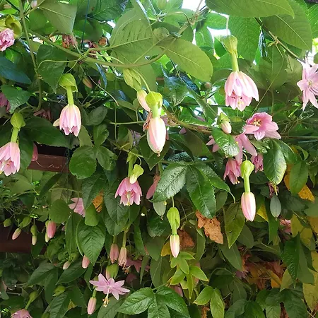 Casa Luciana Ponta do Pargo